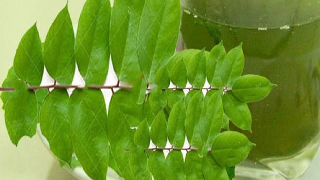 bai-viet/huong-dan-cach-chua-me-day-bang-la-khe-don-gian-ma-hieu-qua-cao-61503.html