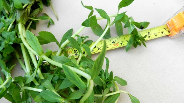 bai-viet/huong-dan-cach-chua-soi-than-bang-rau-ngo-hieu-qua-nhat-69503.html