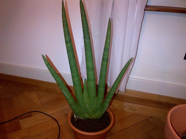 bai-viet/huong-dan-cach-dung-cay-nga-voi-tri-viem-xoang-42577.html