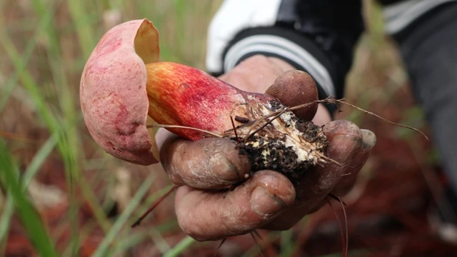 bai-viet/huong-dan-cach-so-cuu-ngo-doc-nam-tai-nha.html