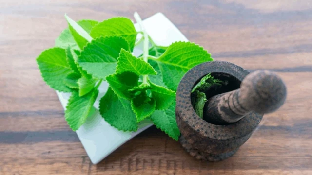 bai-viet/huong-dan-cach-su-dung-la-hung-chanh-tri-ho-vua-an-toan-vua-hieu-qua.html