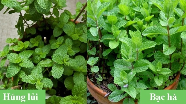 bai-viet/huong-dan-phan-biet-rau-hung-lui-va-bac-ha.html