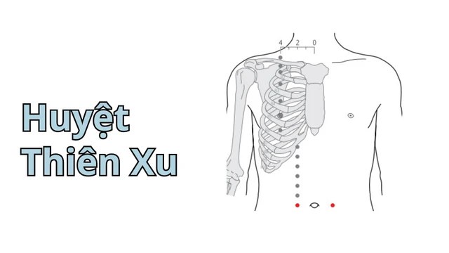 bai-viet/huyet-thien-xu-vi-tri-tac-dung-va-nhung-luu-y-khi-cham-cuu.html