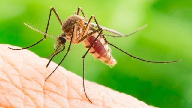 bai-viet/tim-hieu-vong-doi-cua-muoi-va-cach-tieu-diet-muoi.html