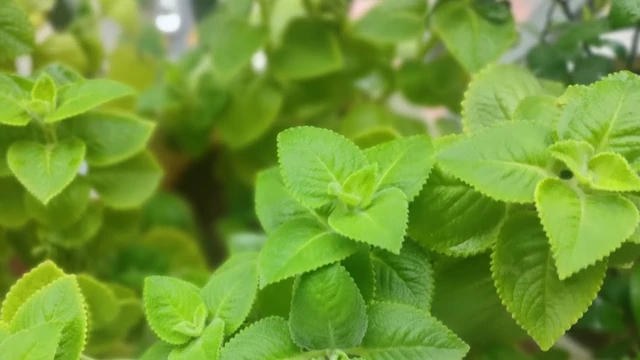 bai-viet/hung-chanh-chua-khan-tieng-nho-dau.html