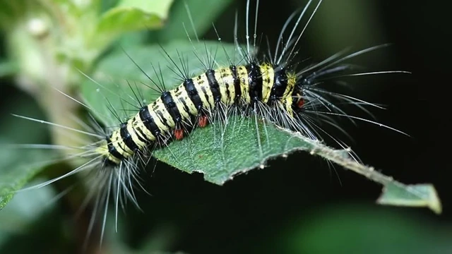 bai-viet/khi-bi-sau-long-ngua-phai-lam-sao-cach-tri-sau-long-ngua-tai-nha.html