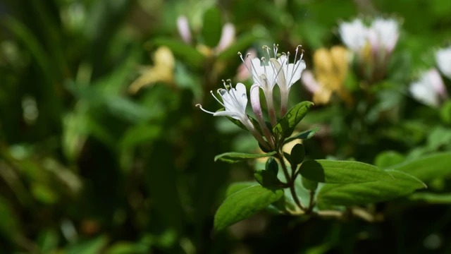 bai-viet/kim-ngan-hoa-co-tac-dung-gi-loi-ich-va-cach-dung-dung.html