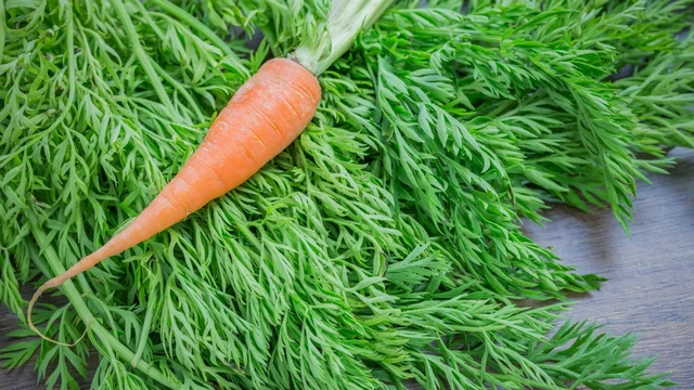 bai-viet/la-ca-rot-co-an-duoc-khong-gia-tri-dinh-duong-va-loi-ich-suc-khoe.html