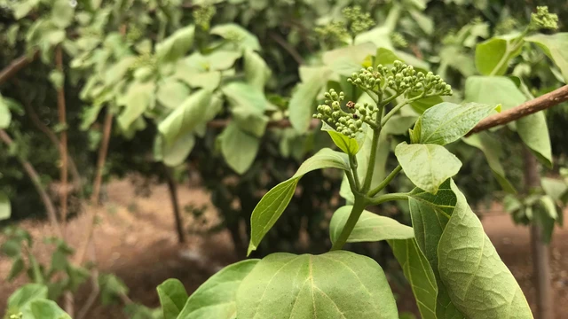 bai-viet/la-cach-co-cong-dung-gi-luu-y-khi-su-dung.html