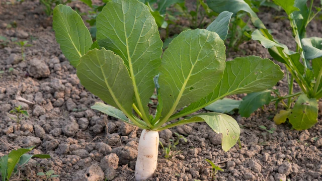 bai-viet/la-cu-cai-trang-co-an-duoc-khong-loi-ich-suc-khoe-cua-la-cu-cai-trang.html