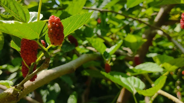 bai-viet/la-dau-tam-co-tac-dung-gi-loi-ich-suc-khoe-va-gia-tri-dinh-duong.html