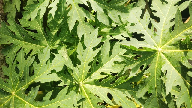 bai-viet/la-du-du-tri-ung-thu-co-thuc-su-hieu-qua-su-that-khoa-hoc-va-nhung-rui-ro-can-biet.html