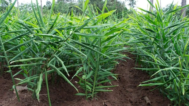 bai-viet/la-gung-co-tac-dung-gi-loi-ich-cho-suc-khoe-khong-phai-ai-cung-biet.html