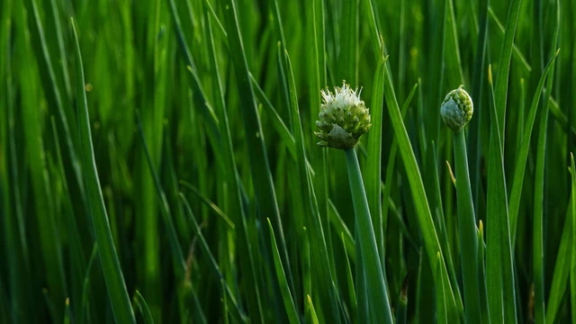 bai-viet/la-hanh-tay-co-an-duoc-khong-thanh-phan-dinh-duong.html