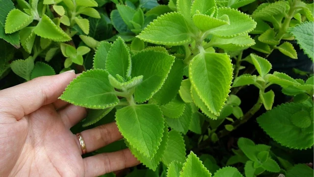 Lá húng chanh là gì? Có tác dụng gì và cách dùng hiệu quả