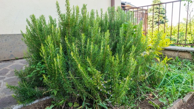 bai-viet/la-huong-thao-kham-pha-loi-ich-va-cach-dung-tot-cho-suc-khoe.html