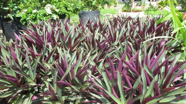 bai-viet/la-le-ban-co-tac-dung-gi-nhung-dieu-can-biet.html