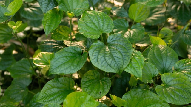 bai-viet/la-lot-co-tac-dung-gi-cach-dung-la-lot-tot-cho-suc-khoe.html