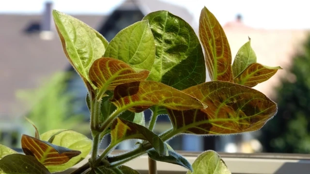 bai-viet/la-mo-xay-voi-nuoc-dua-chua-benh-gi-can-luu-y-gi-khi-uong.html