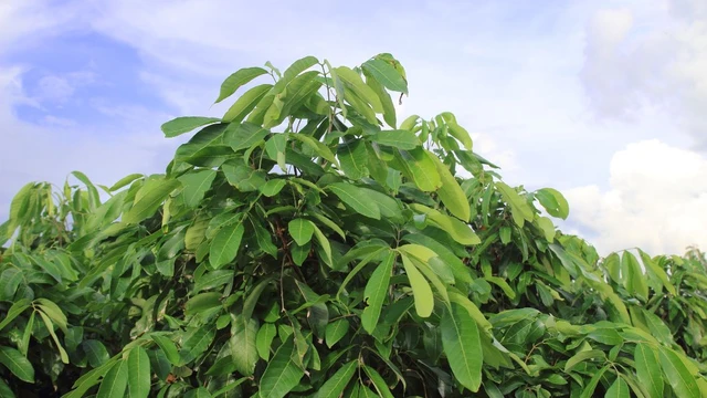 bai-viet/la-nhan-co-tac-dung-gi-goc-nhin-tu-y-hoc-co-truyen-va-nghien-cuu-hien-dai.html