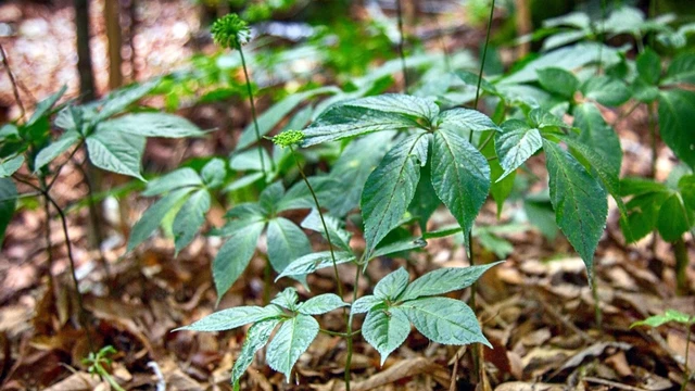 bai-viet/la-sam-ngoc-linh-co-tac-dung-gi-doi-voi-suc-khoe.html