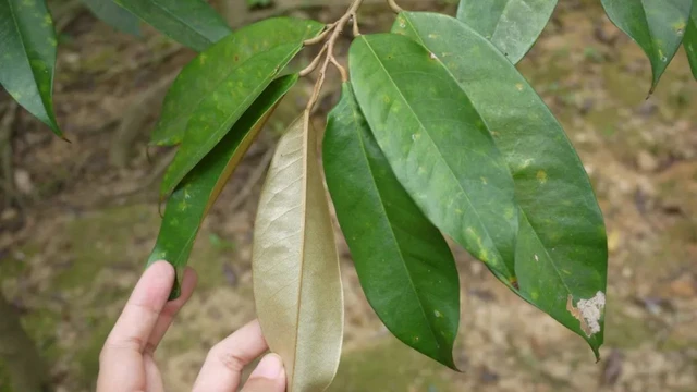 Lá sầu riêng có tác dụng gì? Lợi ích, cách dùng và những lưu ý cần biết