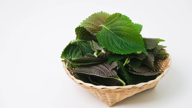 bai-viet/la-tia-to-loai-la-san-co-giup-ngan-ngua-rung-toc-kich-thich-moc-toc.html