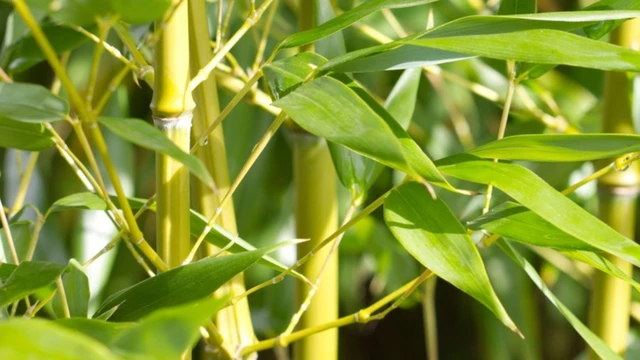 bai-viet/la-tre-gai-co-tac-dung-gi-cong-dung-cach-dung-va-luu-y-khi-su-dung.html