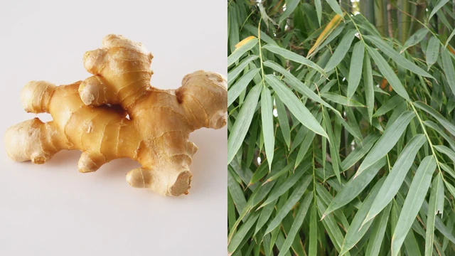 bai-viet/la-tre-nau-voi-gung-co-tac-dung-gi-cach-dung-va-nhung-luu-y-khi-su-dung.html