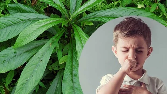 bai-viet/la-xuong-song-chua-ho-cho-tre-so-sinh-hieu-qua-den-bat-ngo.html