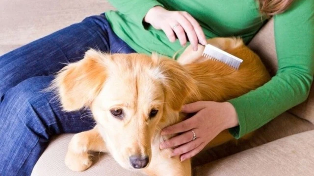 bai-viet/lam-the-nao-khi-bi-di-ung-long-cho-nguyen-nhan-va-trieu-chung.html