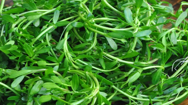 bai-viet/lieu-bau-3-thang-dau-an-rau-dang-duoc-khong-rau-dang-co-cong-dung-gi-dac-biet.html