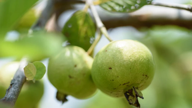 bai-viet/loai-qua-dan-da-giau-vitamin-c-gap-4-lan-cam-ngua-ung-thu-va-tieu-duong.html