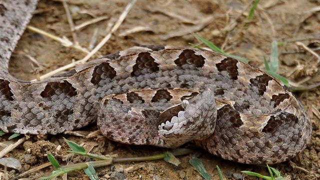 bai-viet/loai-ran-nao-doc-nhat-viet-nam-va-duoc-menh-danh-la-min-song.html