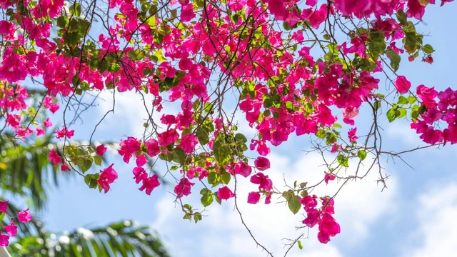 bai-viet/bat-ngo-truoc-7-loi-ich-cua-cay-hoa-giay-nhieu-nguoi-chua-tung-nghe.html