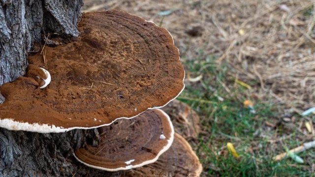 bai-viet/loi-ich-suc-khoe-cua-nam-thuong-hoang.html