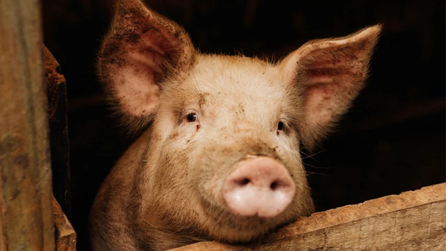 bai-viet/lon-bi-tai-xanh-co-an-duoc-khong-co-gay-nguy-hiem-cho-nguoi-khong.html