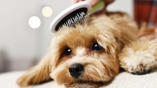 bai-viet/tiep-xuc-voi-long-cho-co-hai-khong-nhung-nguy-co-thuong-bi-bo-qua.html