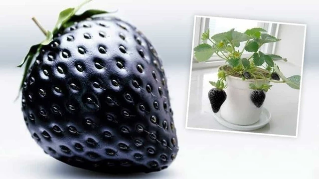 bai-viet/mach-chi-em-cach-chua-kinh-nguyet-mau-den-cuc-hieu-qua-62341.html