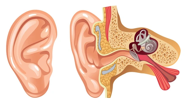 bai-viet/mang-nhi-co-vi-tri-cau-tao-chuc-nang-nhu-the-nao-benh-ly-ve-mang-nhi-thuong-gap.html