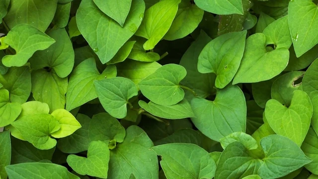 bai-viet/mask-diep-ca-4-cong-thuc-lam-dep-da-hieu-qua-va-don-gian-ngay-tai-nha.html