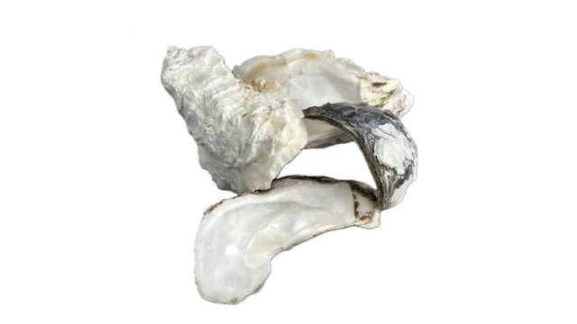 bai-viet/mau-le-la-gi-cong-dung-cach-dung-va-luu-y-khi-su-dung.html