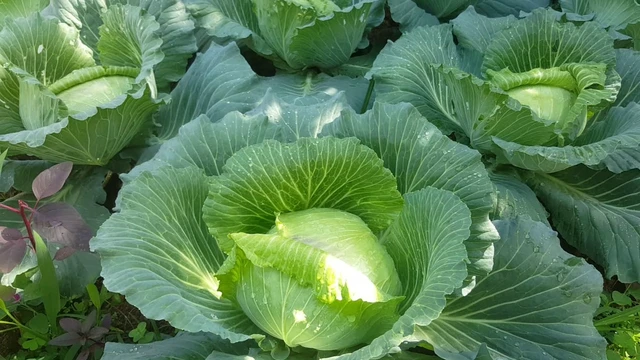 bai-viet/me-bau-an-bap-cai-song-duoc-khong-8-loi-ich-khong-ngo-cua-bap-cai.html