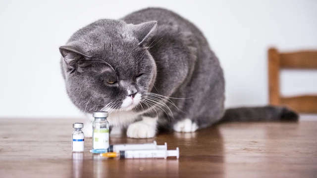 bai-viet/meo-nha-mac-cum-gia-cam-co-the-gay-nguy-hiem-cho-suc-khoe-cong-dong.html