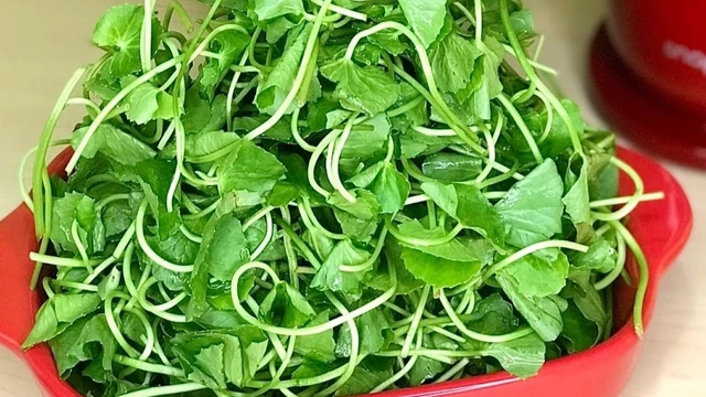 bai-viet/rau-ma-co-tot-cho-than-khong-luu-y-khi-thuong-thuc-mon-rau-ma-hang-ngay.html