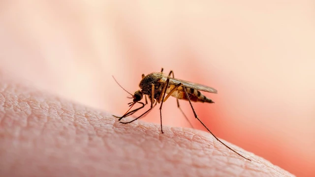 bai-viet/mot-so-san-pham-giup-ban-phong-tranh-muoi-dot-va-nhung-luu-y-khi-lua-chon.html