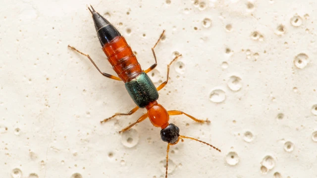 bai-viet/mua-kien-ba-khoang-bat-dau-khi-nao-cach-phong-ngua-kien-ba-khoang-ban-nen-biet.html