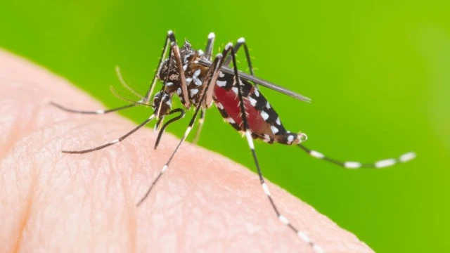 bai-viet/muoi-va-benh-sot-ret-co-lien-quan-gi-ai-co-nguy-co-bi-benh-sot-ret.html