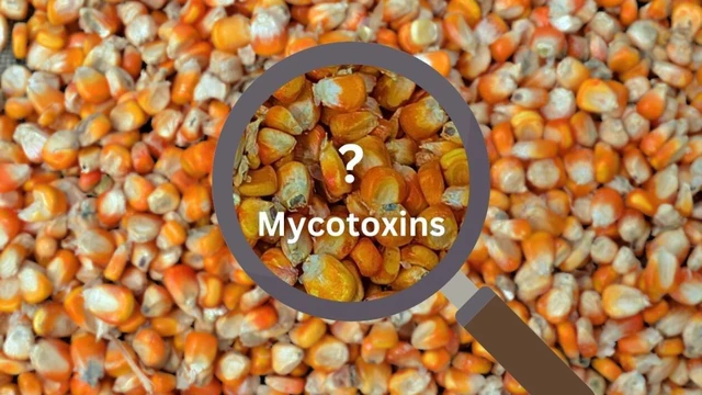 bai-viet/mycotoxin-la-gi-tac-hai-doi-voi-suc-khoe-va-cach-phong-tranh.html