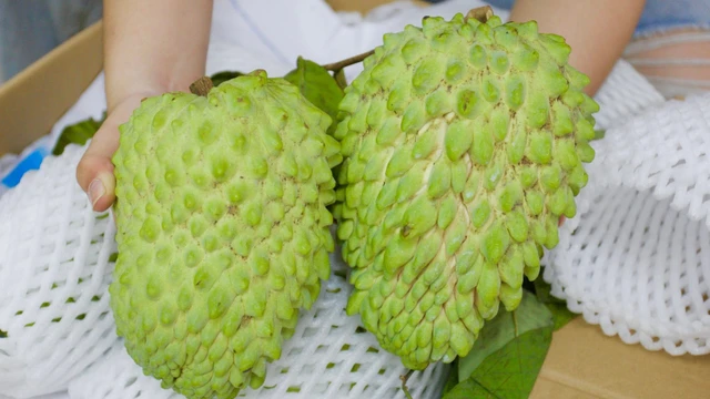 bai-viet/na-sau-rieng-co-gi-dac-biet-dinh-duong-va-cong-dung-cua-loai-na-nay.html